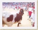 07July05 - Nay, Jenny, Baz, Andy in Spain - Running of Bulls 197 * 2272 x 1704 * (789KB)